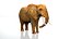 Elefante africano truccato L2347