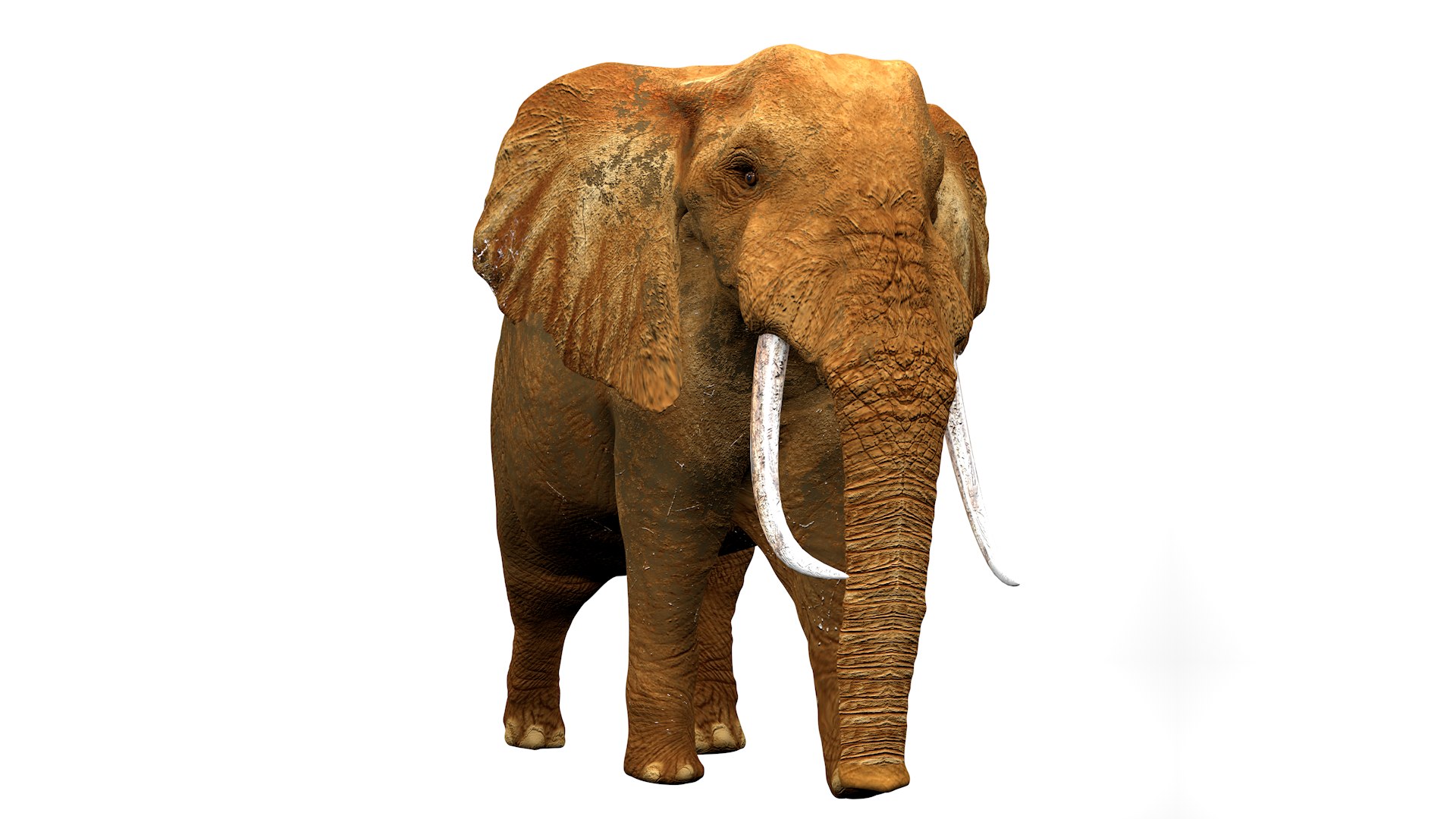 African Elephant RIGGED L2347 3D model https://p.turbosquid.com/ts-thumb/Bf/tjXauq/tY/08_0035/png/1743384297/1920x1080/fit_q87/75cfaeeb8fd37fd4b567c084c20c4d569c05b59c/08_0035.jpg