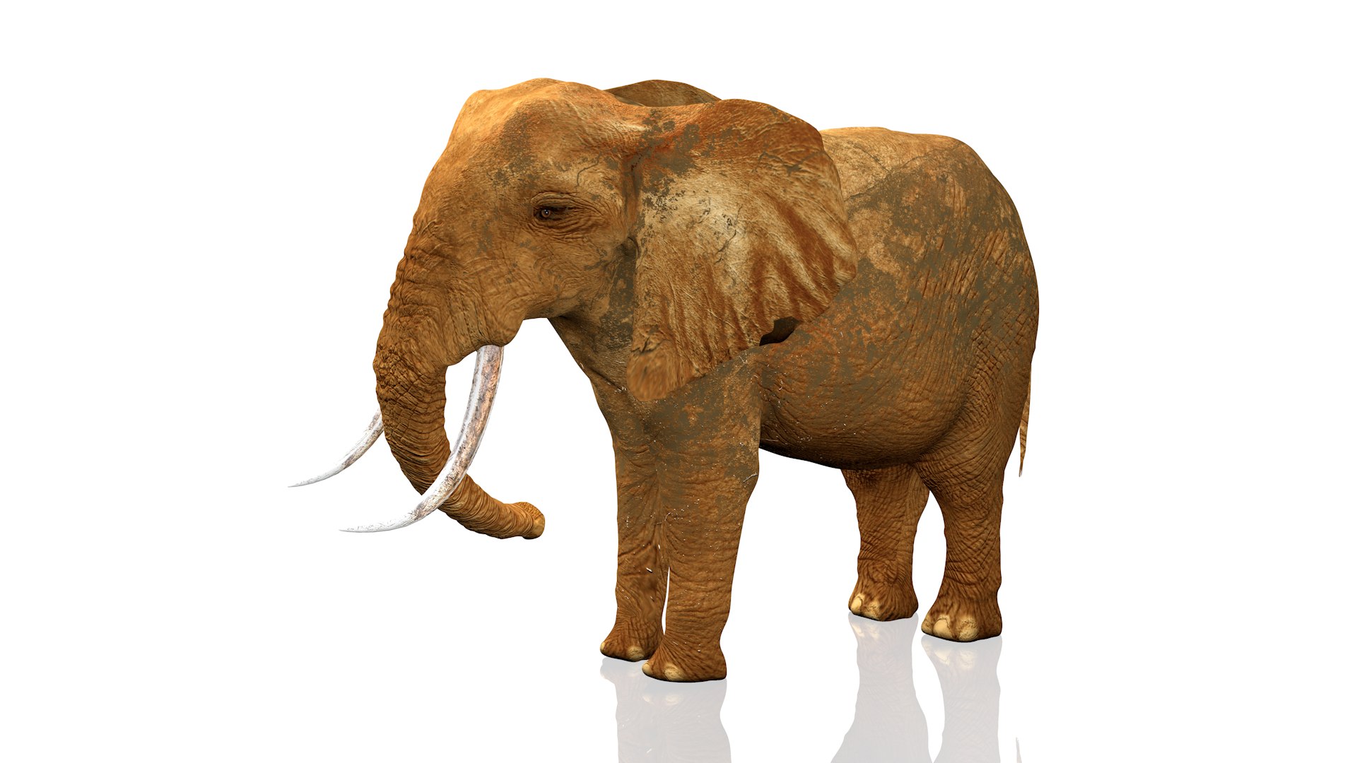 African Elephant RIGGED L2347 3D model https://p.turbosquid.com/ts-thumb/Bf/tjXauq/yG/1st0025copia/png/1743384274/1920x1080/fit_q87/bcd6a83026fc4b244e04cad83542c11a4fc8e890/1st0025copia.jpg