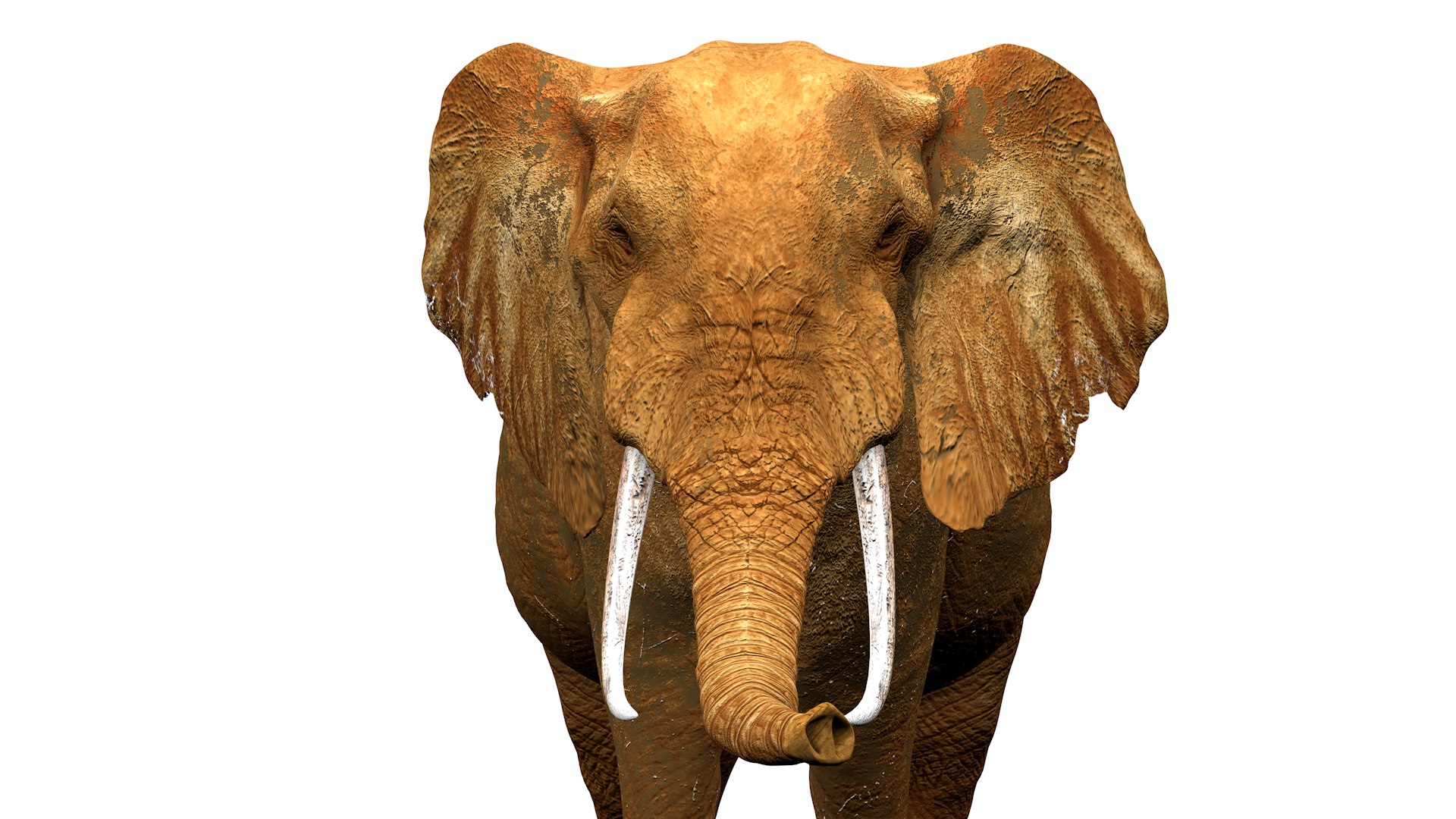 African Elephant RIGGED L2347 3D model https://p.turbosquid.com/ts-thumb/Bf/tjXauq/zn/07_0023/png/1743384280/1920x1080/fit_q87/a305758aa2df5dfd3cb47ebb112a242778ef9450/07_0023.jpg