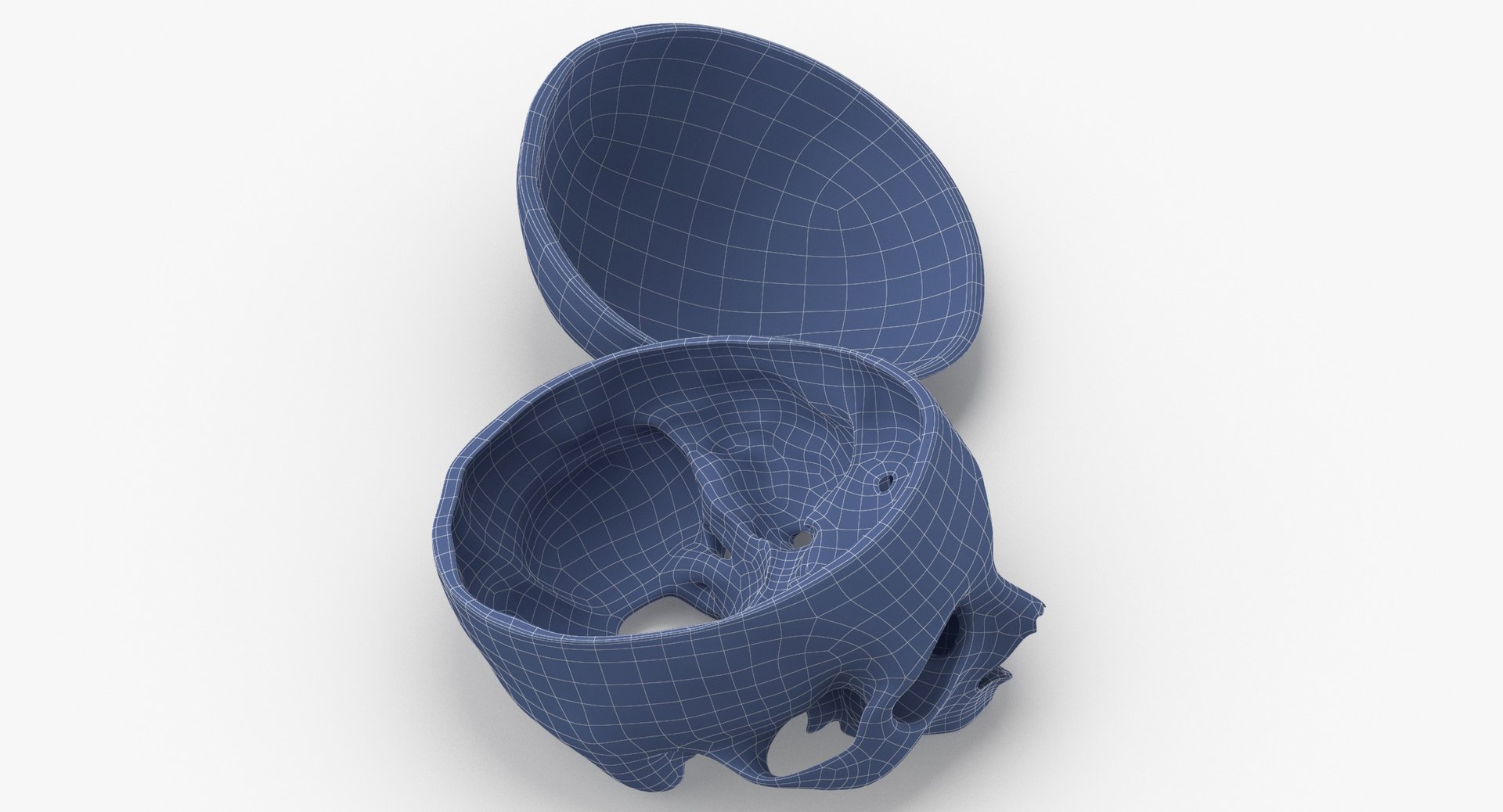 Human Skull Cranial 02 3D Model - TurboSquid 1556069