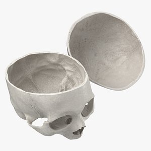 human skull cranial 02 3D model