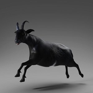 Vida Sana Blender (Color: Black) - Dutch Goat