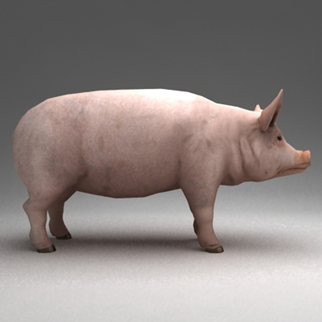 13 farm animal max https://p.turbosquid.com/ts-thumb/Bg/4PiYlx/FxUSKCmY/pig04/jpg/1454675368/1920x1080/fit_q87/004e3b0e5743169493c207b507662fb618ea2f93/pig04.jpg