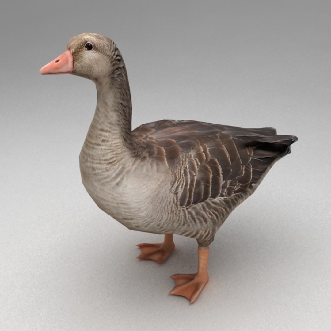 13 farm animal max https://p.turbosquid.com/ts-thumb/Bg/4PiYlx/pdokHx1M/goose01/jpg/1454675367/1920x1080/fit_q87/fcd5932ef43df3ce350eda0e9178afd89f8ee308/goose01.jpg