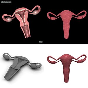 uterus set