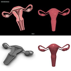 uterus set