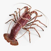Panulirus LongPipes Rigged