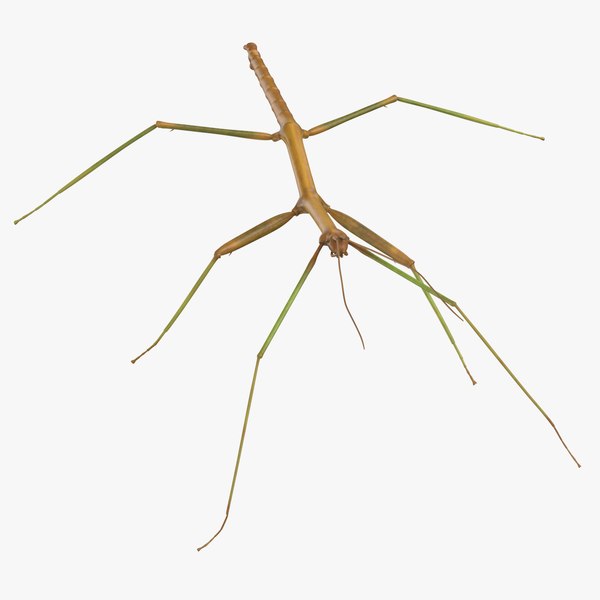 walkingstick walking 02 3D model