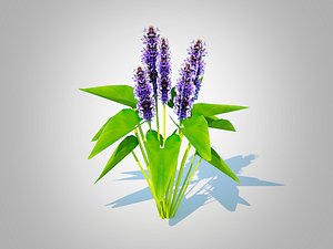 Pontederia cordata-pickeral rush