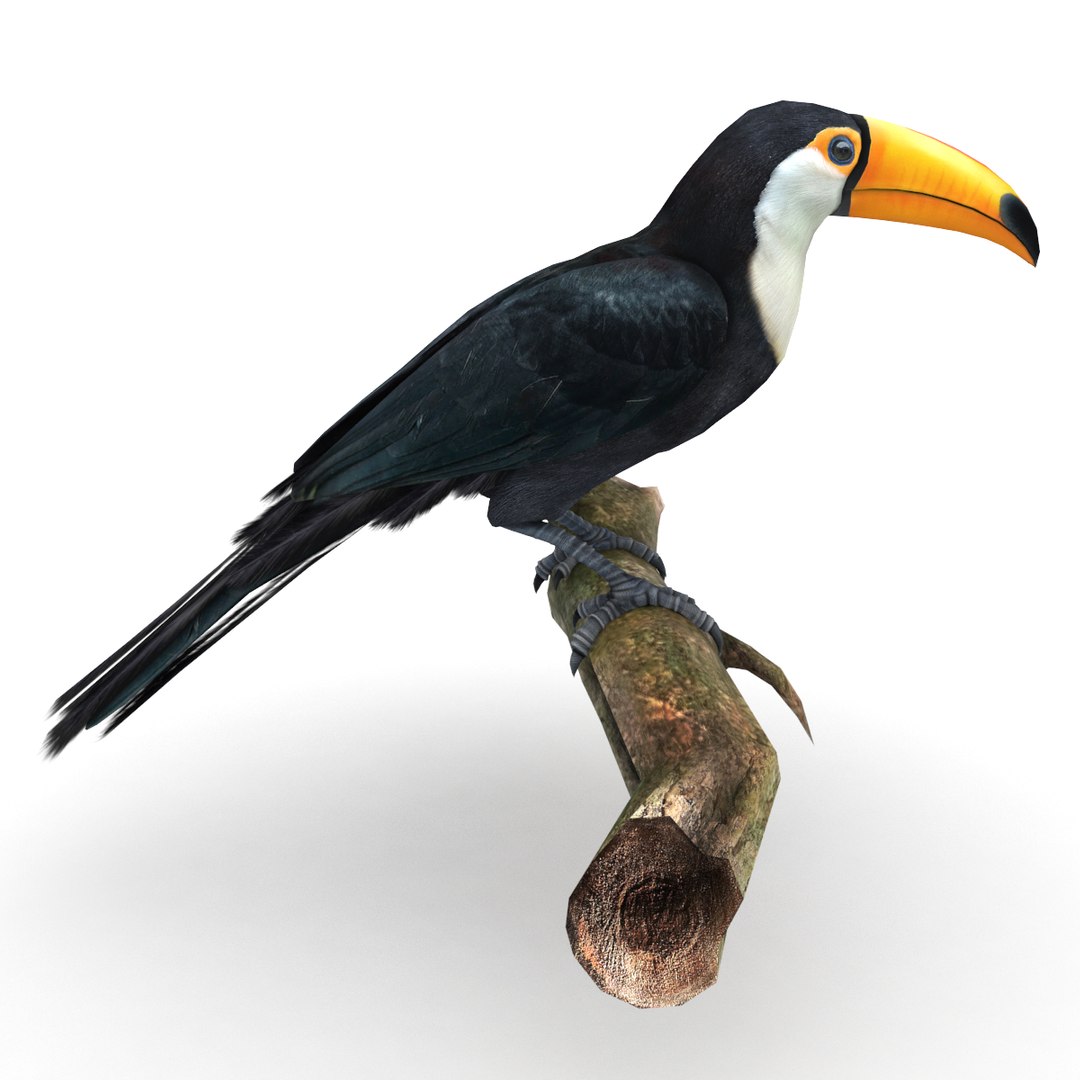 Toucan 3D Model - TurboSquid 1404633