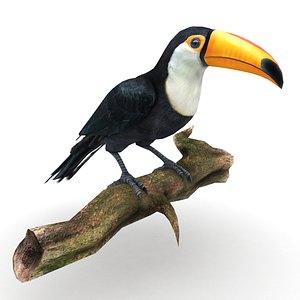 Toucan
