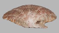 Seashell Garden Sculpture 3D Model - Decorative shell statue for courtyard poolside landscape decor