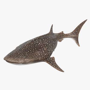 Whale Shark Swimming Animated Rigged For Blender