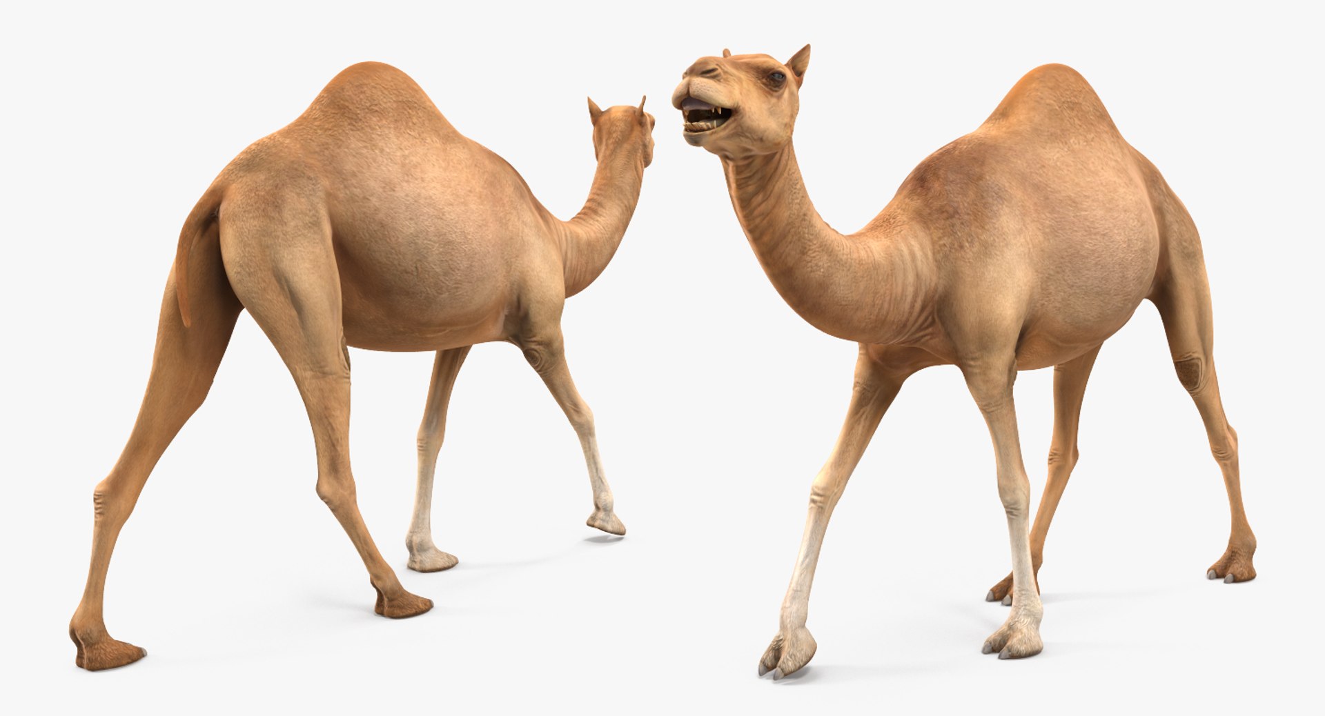 camel rigged max https://p.turbosquid.com/ts-thumb/Bg/Oo3z6R/VDHe30SF/camelriggedc4dmodel012/jpg/1487312166/1920x1080/fit_q87/6f0898151e2f506e677e13c1497e58017e88cd23/camelriggedc4dmodel012.jpg