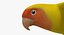 Agapornis Roseicollis "Lutino Rosy-Face Lovebird"