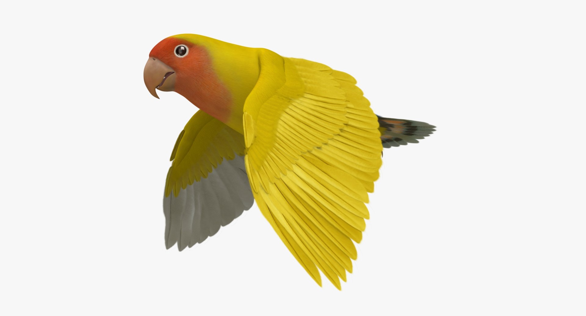 agapornis roseicollis lutino rosy-faced 3d obj https://p.turbosquid.com/ts-thumb/Bg/bICoqy/0ht7WZS8/r05/jpg/1429280020/1920x1080/fit_q87/78aec01c25780d3fadd4d8f8f5959bacd5505a22/r05.jpg