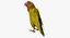 Agapornis Roseicollis "Lutino Rosy-Face Lovebird"