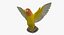Agapornis Roseicollis "Lutino Rosy-Face Lovebird"