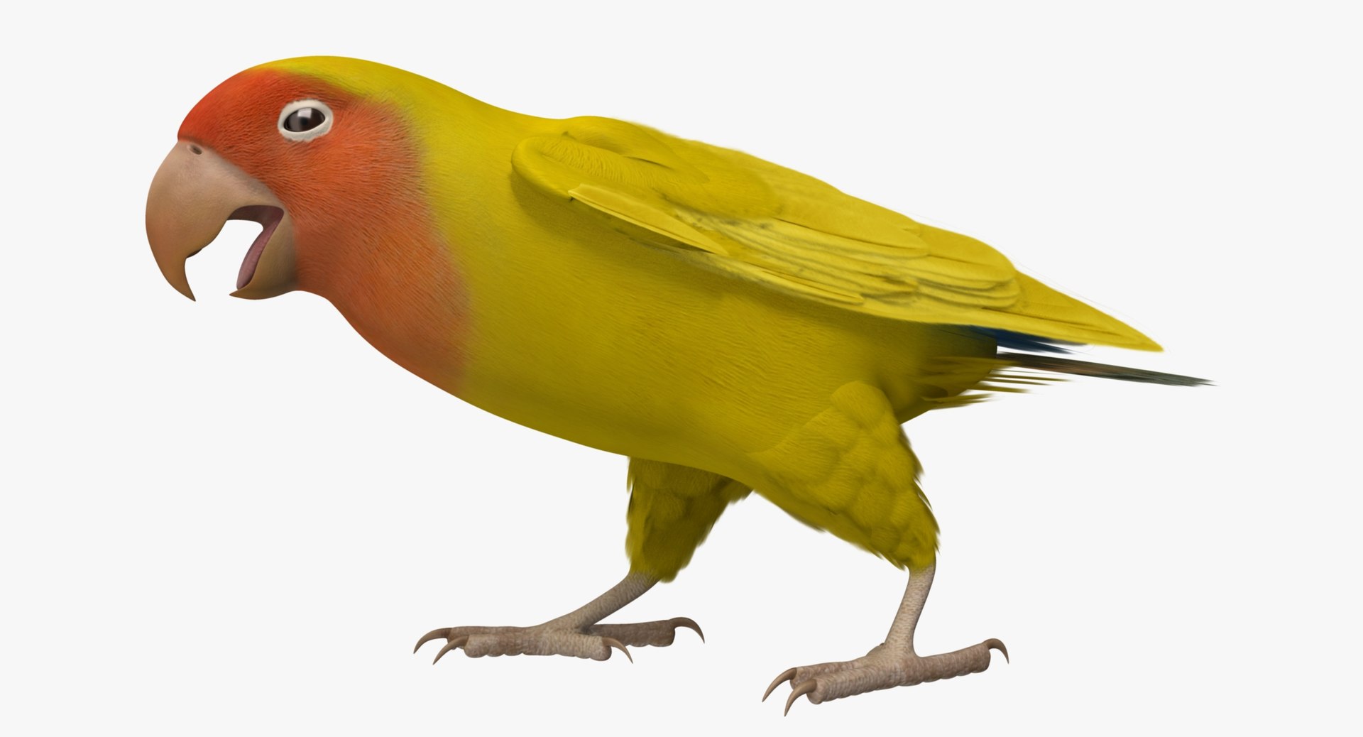 agapornis roseicollis lutino rosy-faced 3d obj https://p.turbosquid.com/ts-thumb/Bg/bICoqy/WJZ8zj2u/rr02/jpg/1429288825/1920x1080/fit_q87/5559b336045c5d3cd167a6283b010bd5c5443881/rr02.jpg