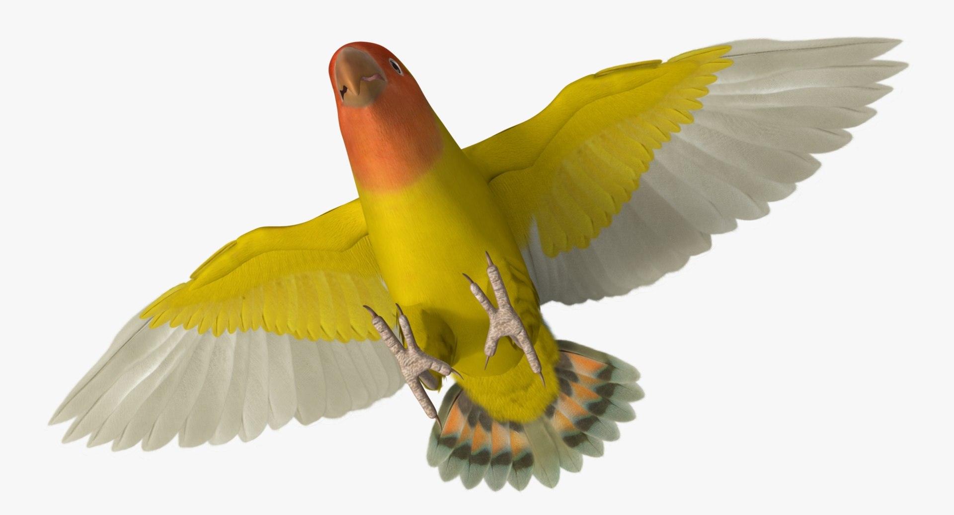 agapornis roseicollis lutino rosy-faced 3d obj https://p.turbosquid.com/ts-thumb/Bg/bICoqy/WhxX6NkC/r09/jpg/1429285861/1920x1080/fit_q87/a0750d1a4acbc1c81c1959c2f643d5a44e79aea2/r09.jpg