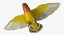 Agapornis Roseicollis "Lutino Rosy-Face Lovebird"