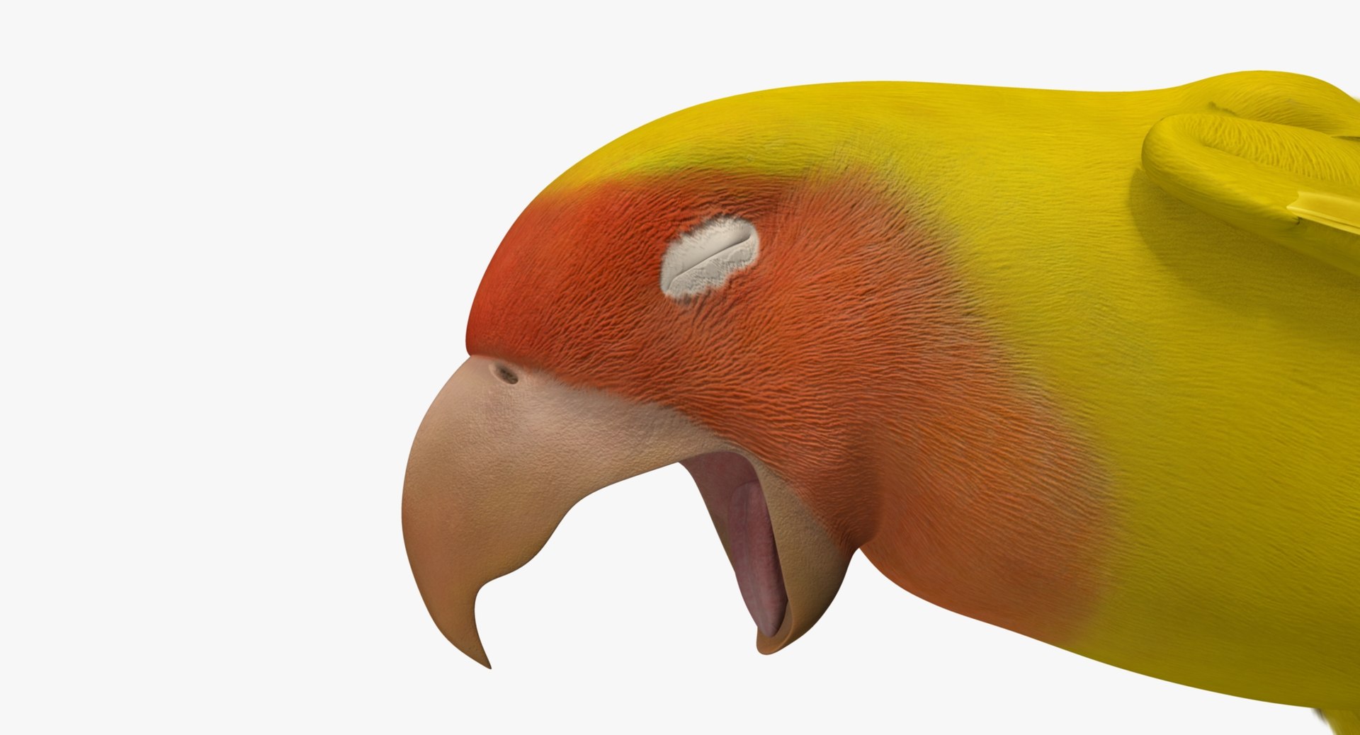 agapornis roseicollis lutino rosy-faced 3d obj https://p.turbosquid.com/ts-thumb/Bg/bICoqy/snKx0OcG/r06/jpg/1429282114/1920x1080/fit_q87/035c11b1f84d0dd2164846b1bdc571acf6073391/r06.jpg