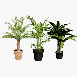Potted Palm Trees