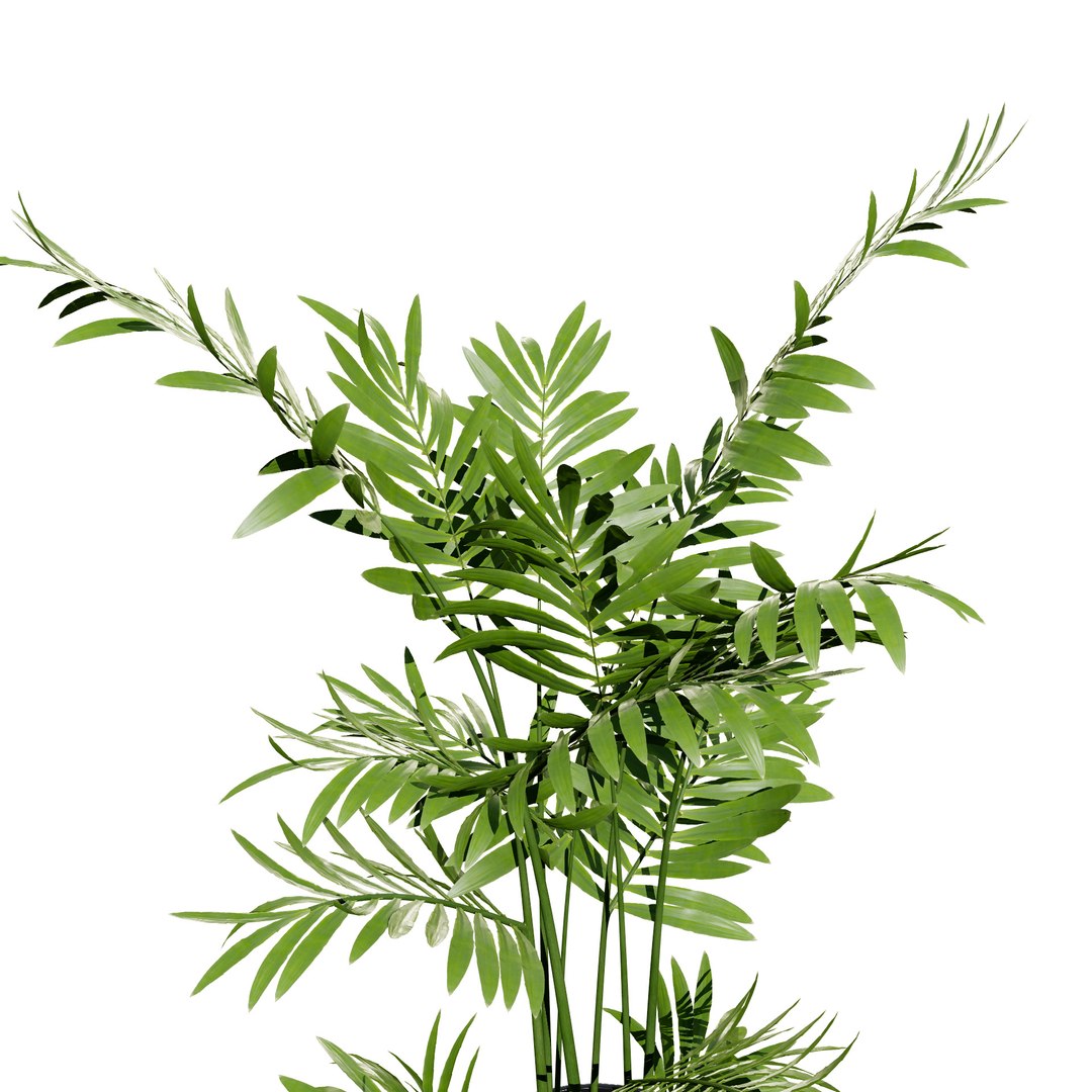 3D Potted Palm Trees https://p.turbosquid.com/ts-thumb/Bg/fnr16U/M8/arecapalm2/jpg/1721052077/1920x1080/fit_q87/28a3d842f01806232a0548e0257ae4bb10ab3483/arecapalm2.jpg