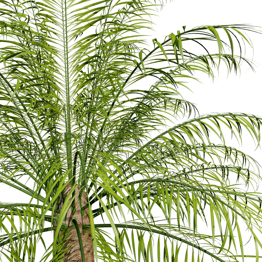 3D Potted Palm Trees https://p.turbosquid.com/ts-thumb/Bg/fnr16U/TQ/pygmydatepalmp/jpg/1721052120/1920x1080/fit_q87/5079a3dc6fcfb2ae44a4cf6ec9fefaa906f7d760/pygmydatepalmp.jpg