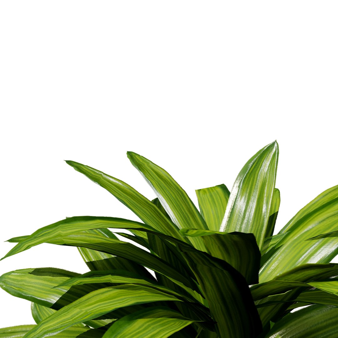 3D Potted Palm Trees https://p.turbosquid.com/ts-thumb/Bg/fnr16U/X7/masscane88/jpg/1721052101/1920x1080/fit_q87/ed1e6c3250d4708fd9358adf5c934095880b51de/masscane88.jpg