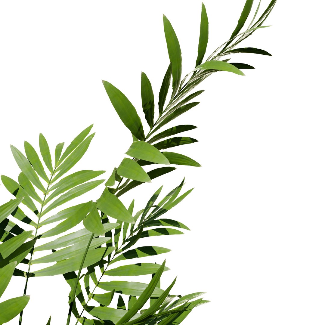 3D Potted Palm Trees https://p.turbosquid.com/ts-thumb/Bg/fnr16U/aY/arecapalm81/jpg/1721052082/1920x1080/fit_q87/4f356d6bd3673e44fa51ffdc982eb7025d6c93a1/arecapalm81.jpg