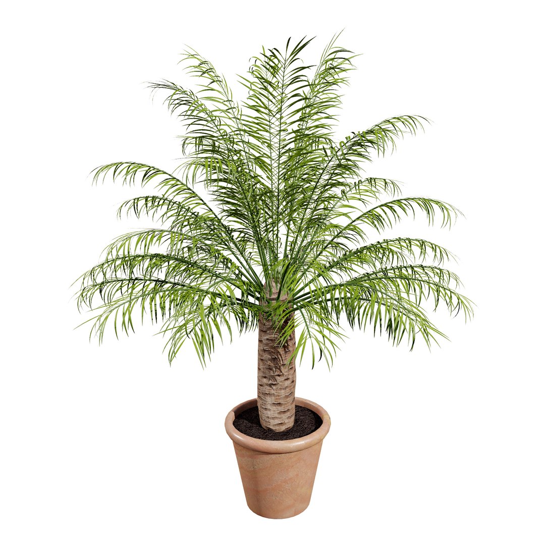 3D Potted Palm Trees https://p.turbosquid.com/ts-thumb/Bg/fnr16U/fP/pygmydatepalm10/jpg/1721052110/1920x1080/fit_q87/946d3532e8b93ee54de3daf5da1689ffd28491f1/pygmydatepalm10.jpg