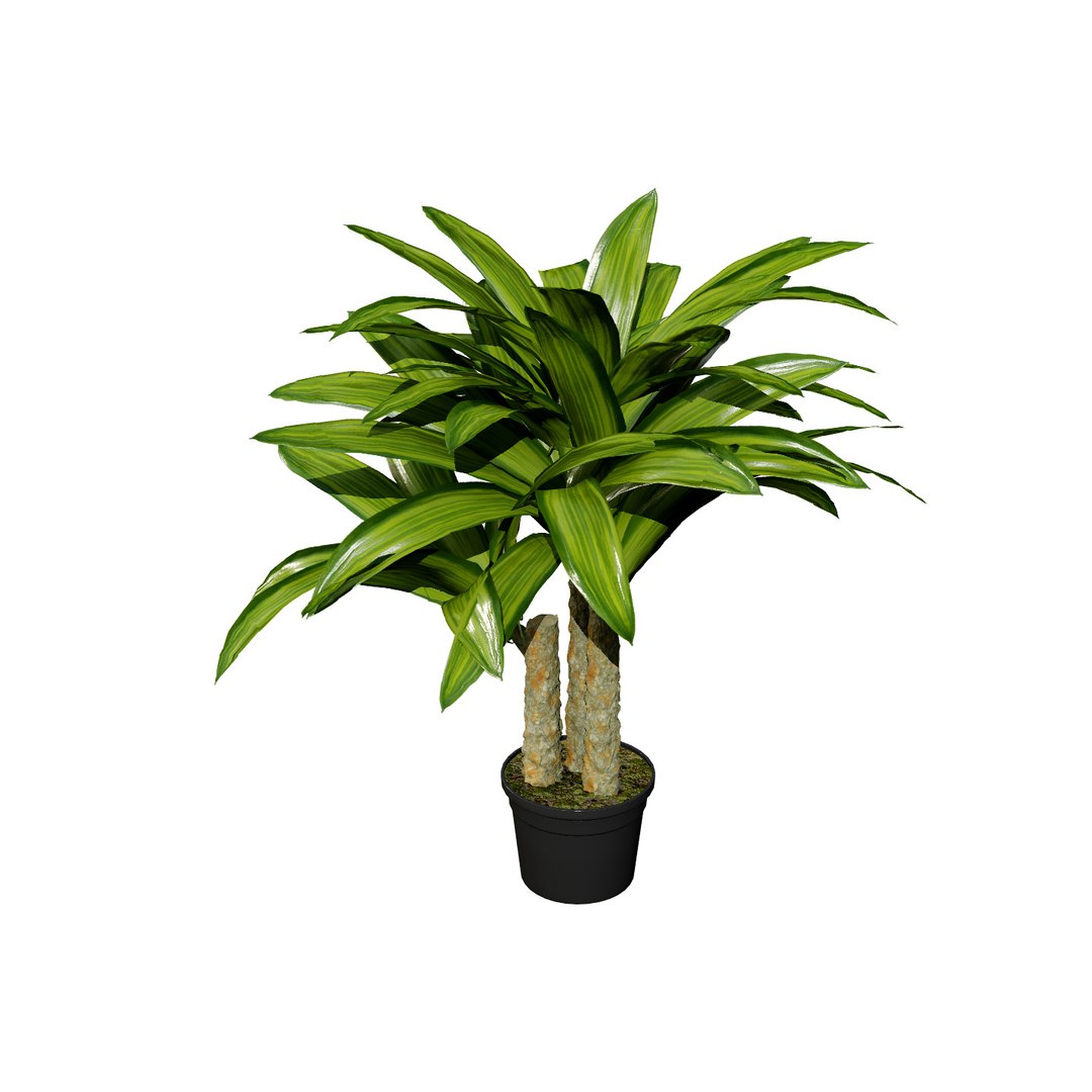 3D Potted Palm Trees https://p.turbosquid.com/ts-thumb/Bg/fnr16U/ot/masscane/jpg/1721052098/1920x1080/fit_q87/6e4fa9384f092e8e5b60f5e8de7336321c9b7566/masscane.jpg