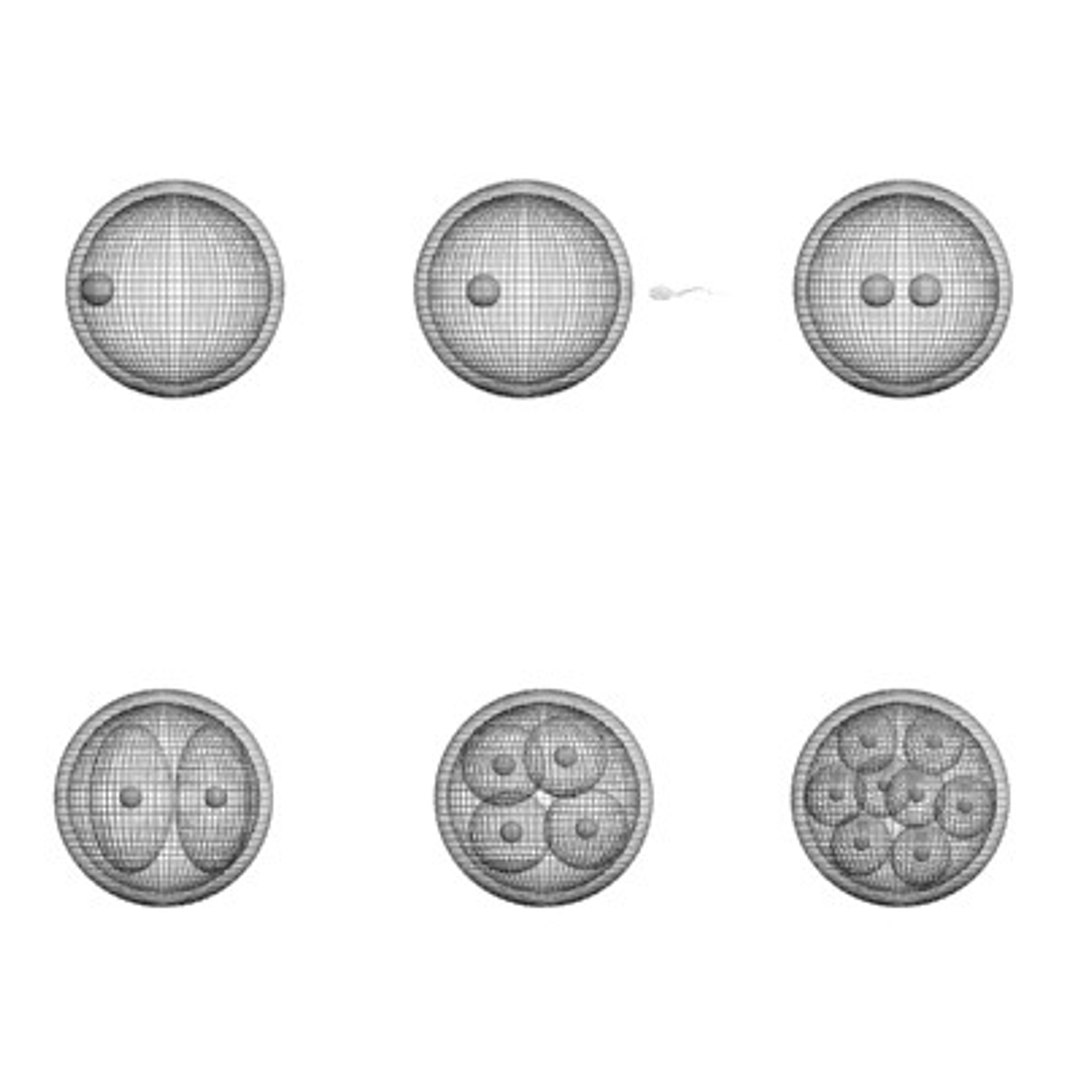 embryo cells 3d model