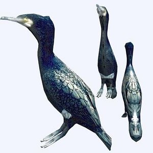 Great Cormorant