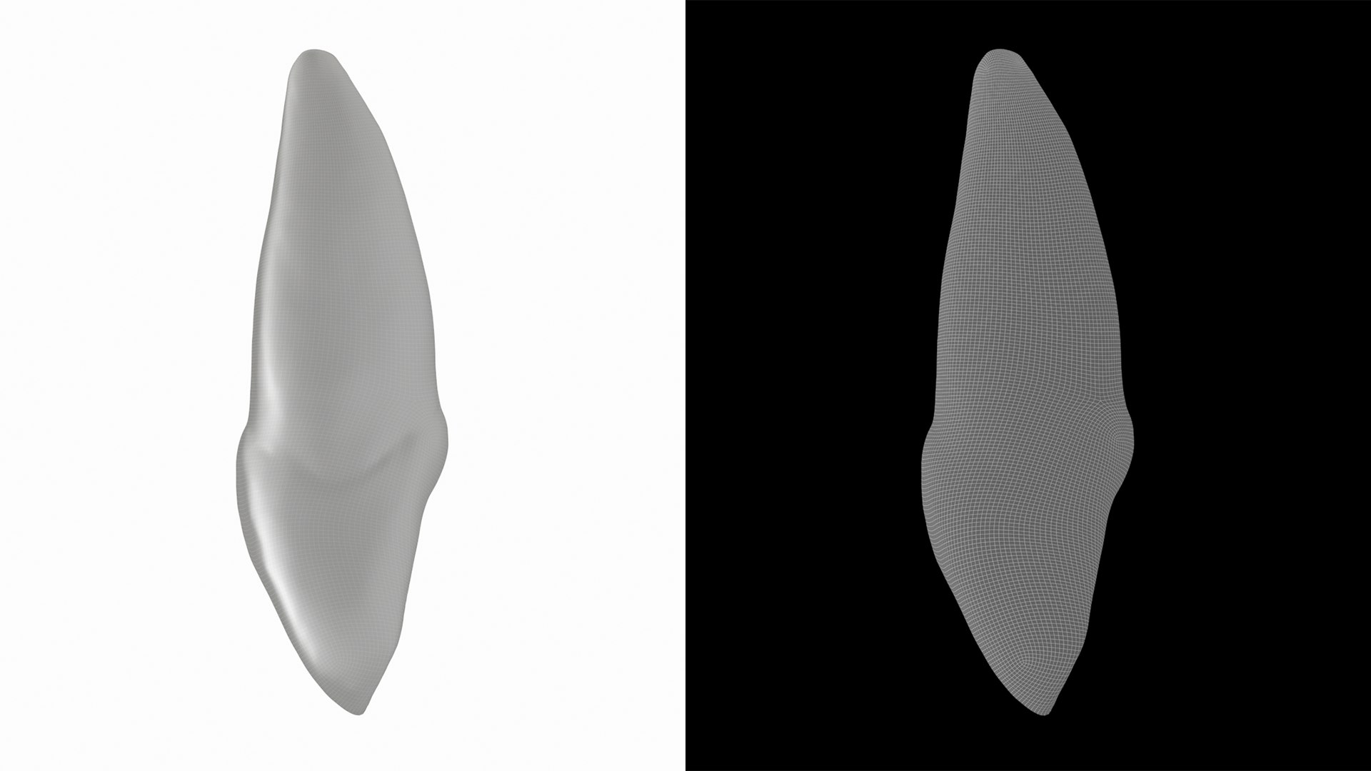 3D Human Upper Left Central Incisor Tooth - TurboSquid 2191920