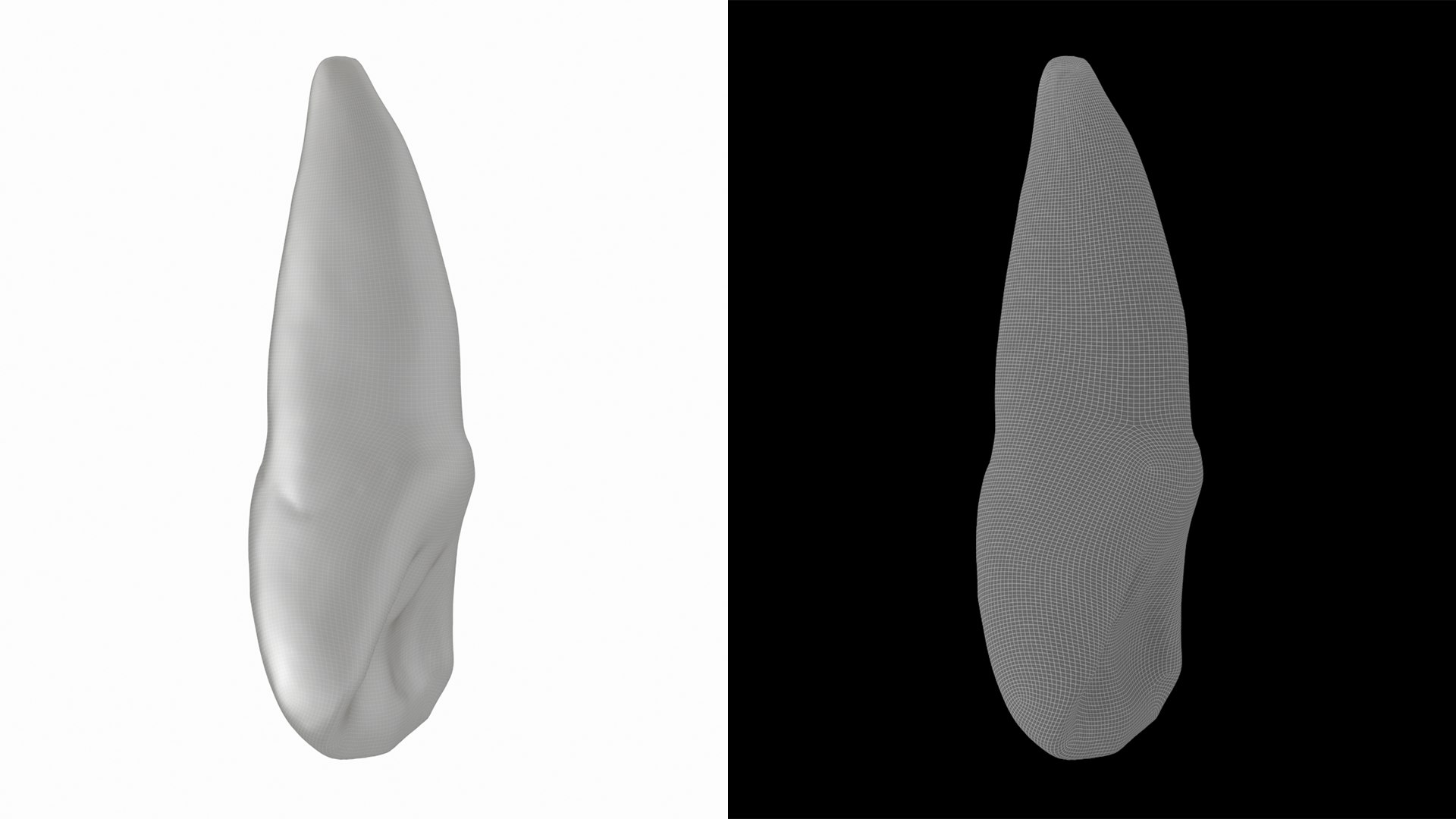 3D Human Upper Left Central Incisor Tooth - TurboSquid 2191920