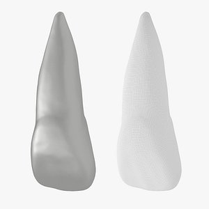 Human Upper Left Central Incisor Tooth