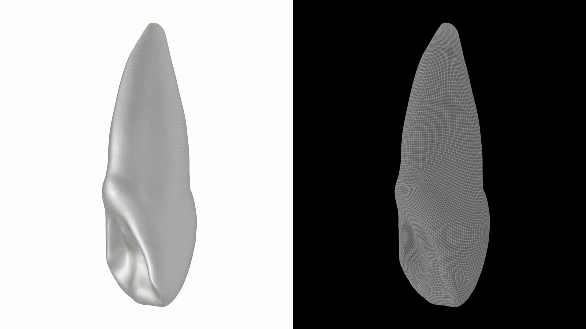 3D Human Upper Left Central Incisor Tooth - TurboSquid 2191920