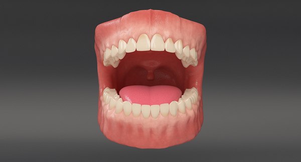 3d Anatomy Dental - Turbosquid 1347719