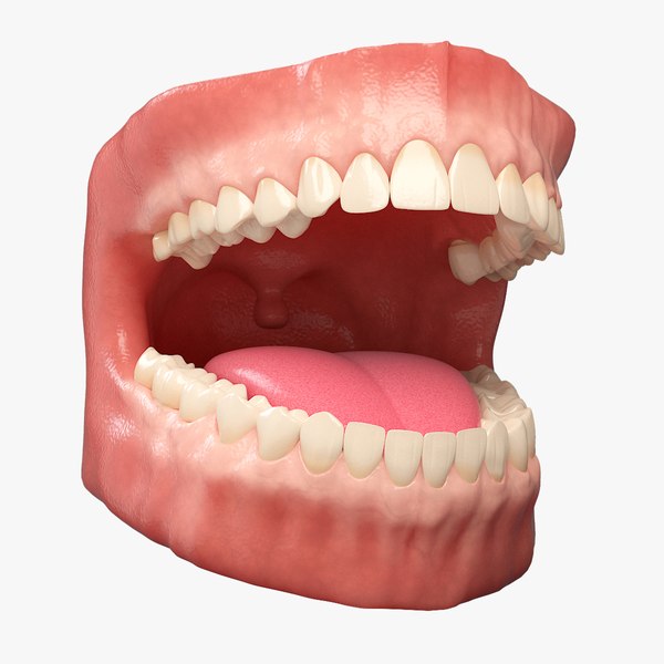 modelo 3d Anatomia dental - TurboSquid 1347719