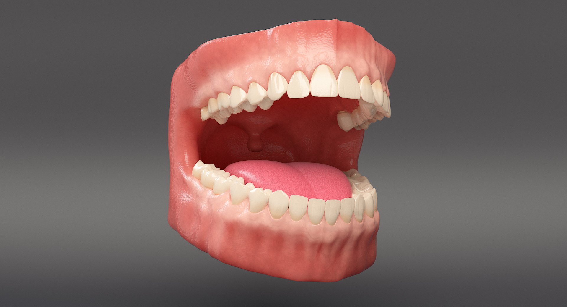 3D Anatomy Dental - TurboSquid 1347719