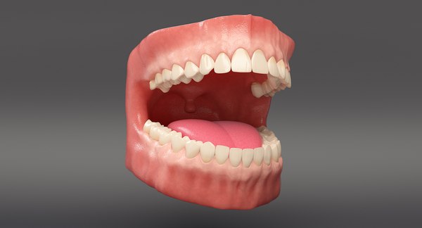 3D anatomy dental - TurboSquid 1347719