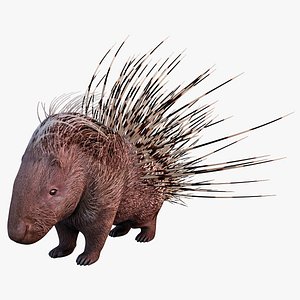 indian crested porcupine max