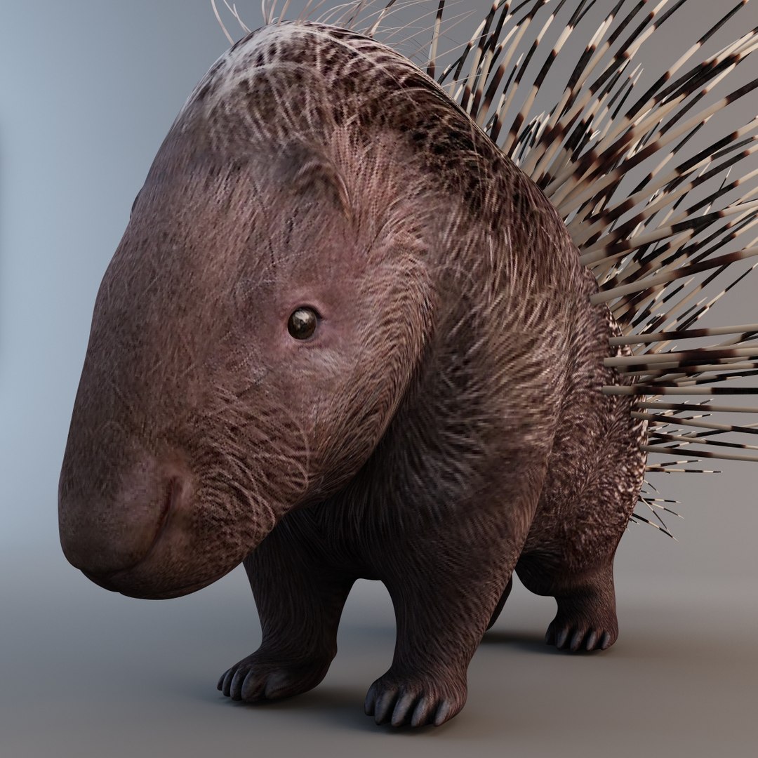 indian crested porcupine max