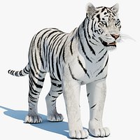 Siberian White Tiger 3D Model