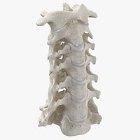 Real Human Neck Cervical Vertebrae C1 to C7 Bones With Intervertibral Disks 01 White