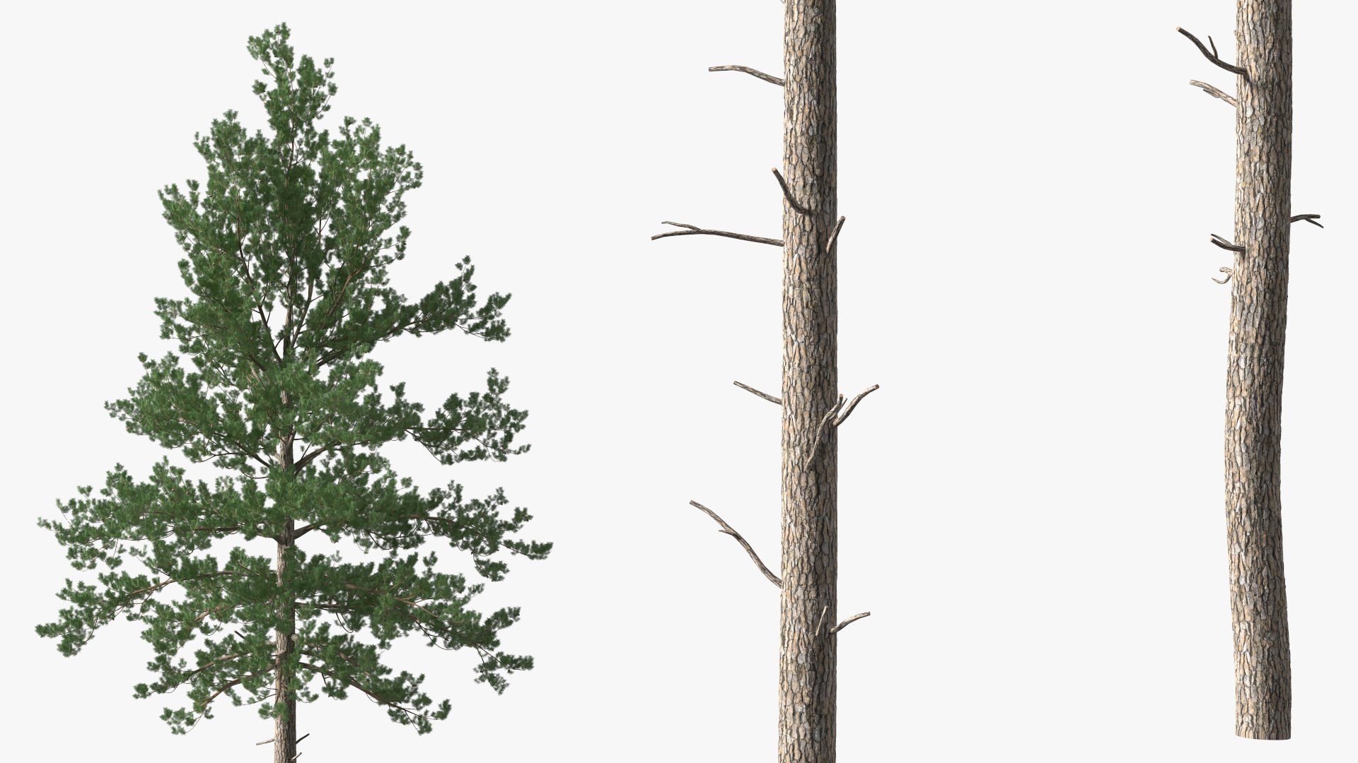 Loblolly Pine Model TurboSquid 1980634