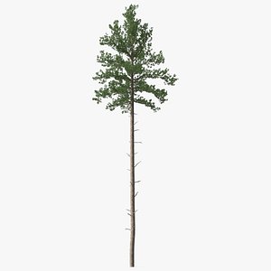 Loblolly Pine model